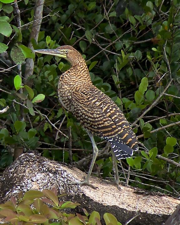 Bare-throated Tiger-Heron Photo by Denis Rivard
