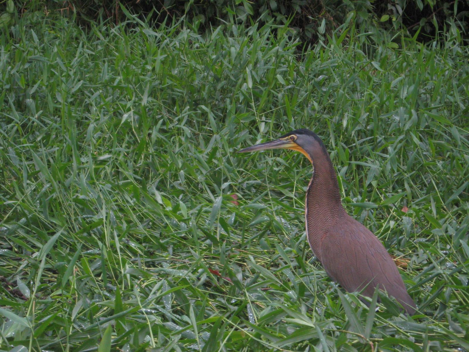 Bare-throated Tiger-Heron Photo by Ted Goshulak