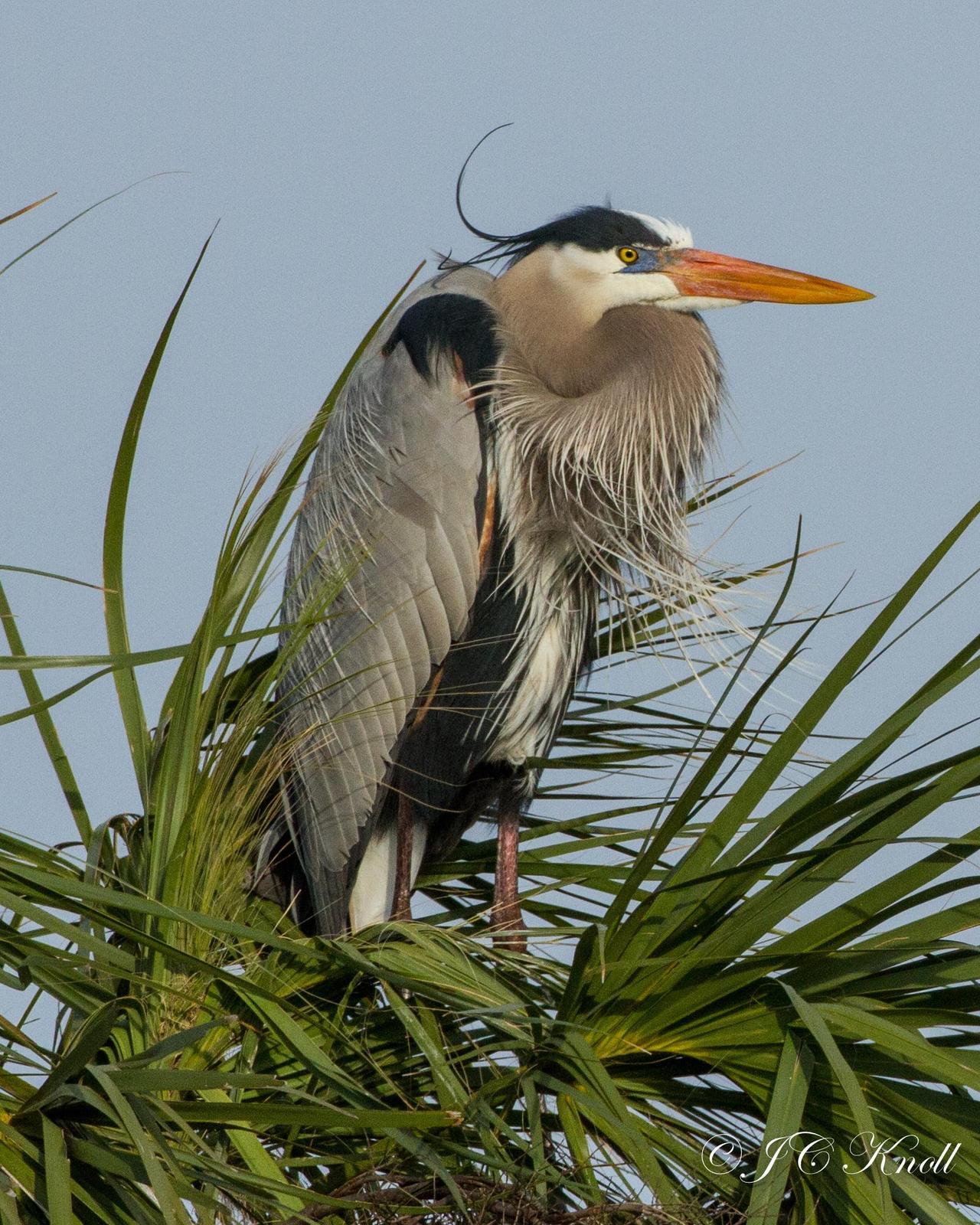 Great Blue Heron Photo by JC Knoll