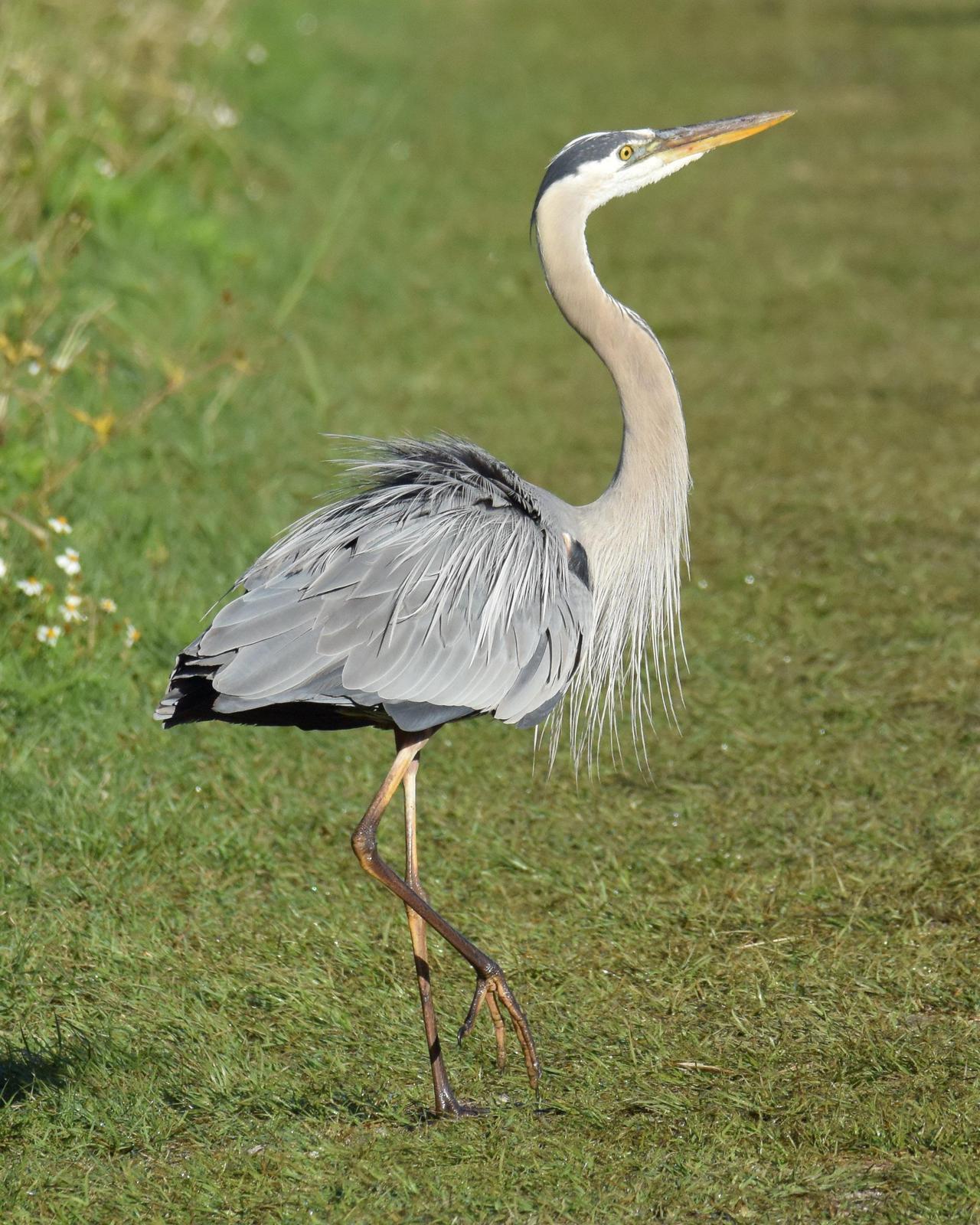 Great Blue Heron Photo by Emily Percival