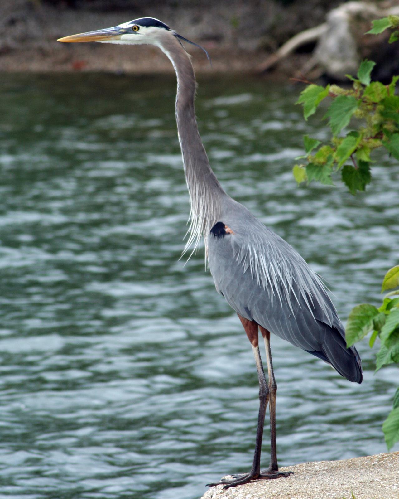 Great Blue Heron Photo by Anna E. Wittmer