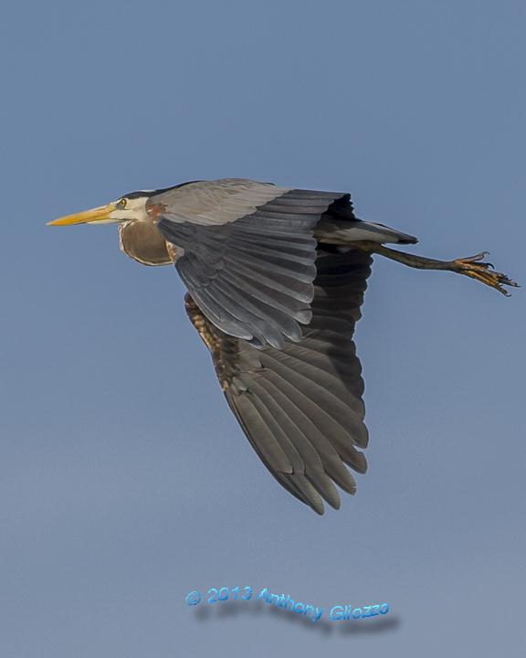 Great Blue Heron Photo by Anthony Gliozzo