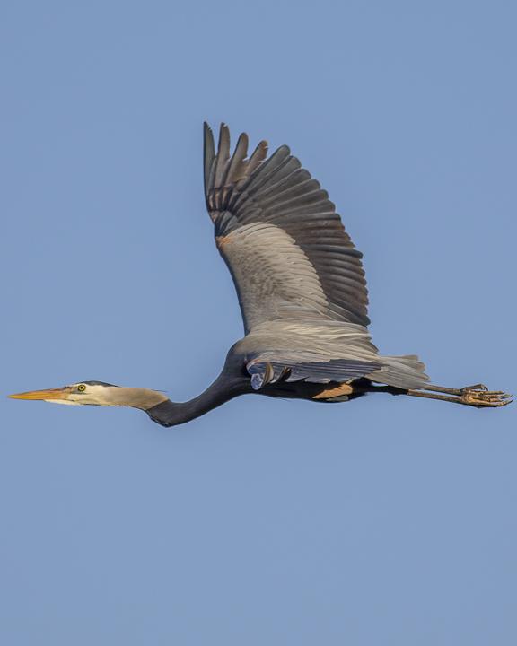Great Blue Heron Photo by Anthony Gliozzo