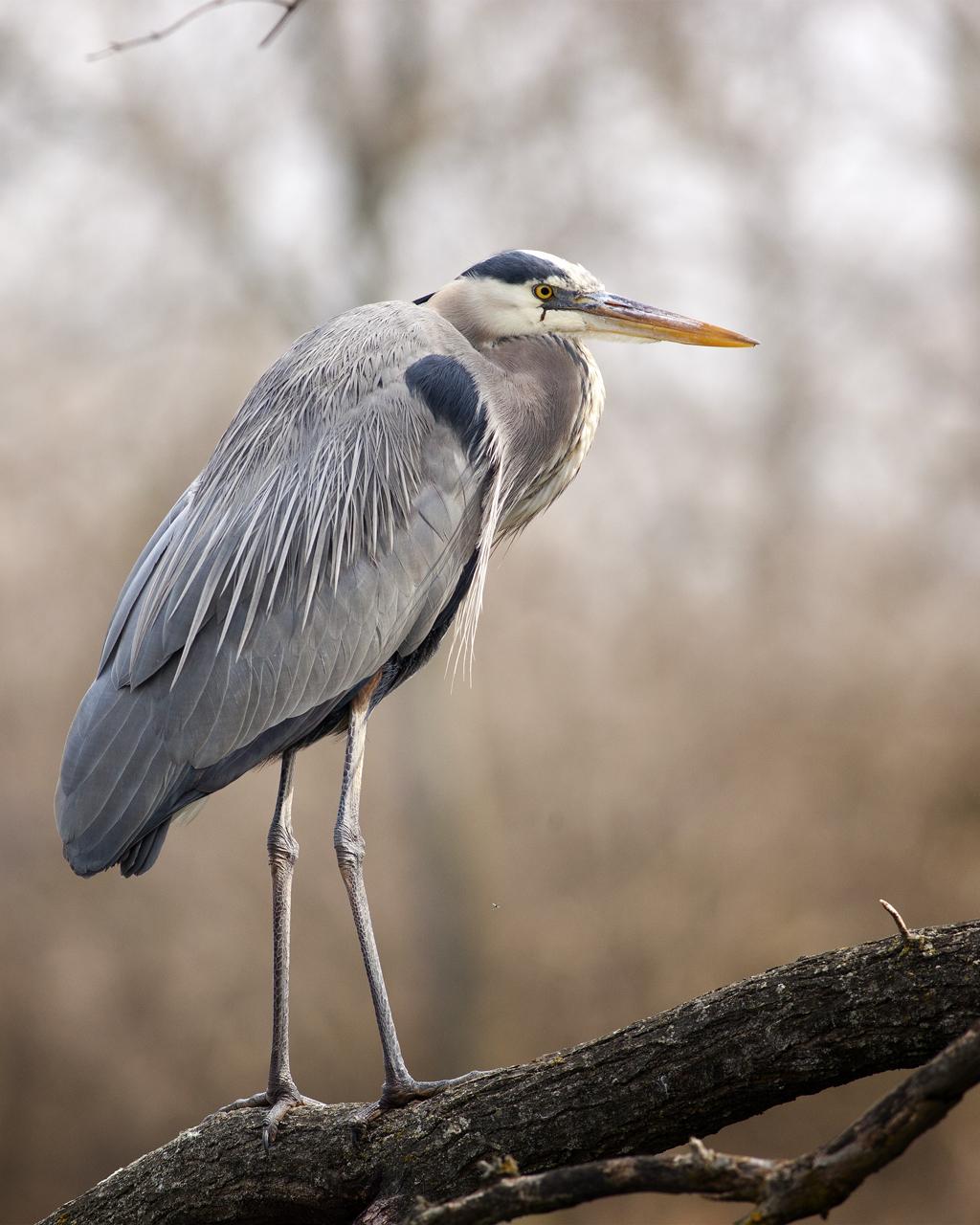 Great Blue Heron Photo by Christopher Collins