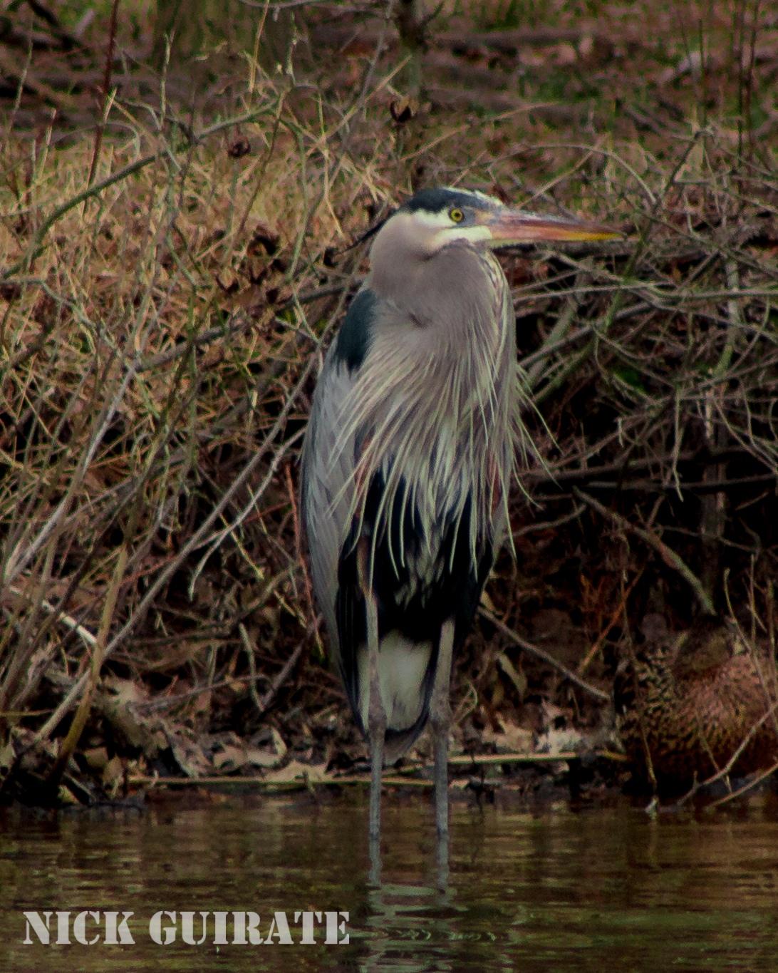 Great Blue Heron Photo by Nick Guirate