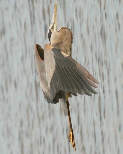 Great Blue Heron Photo by Rene Valdes