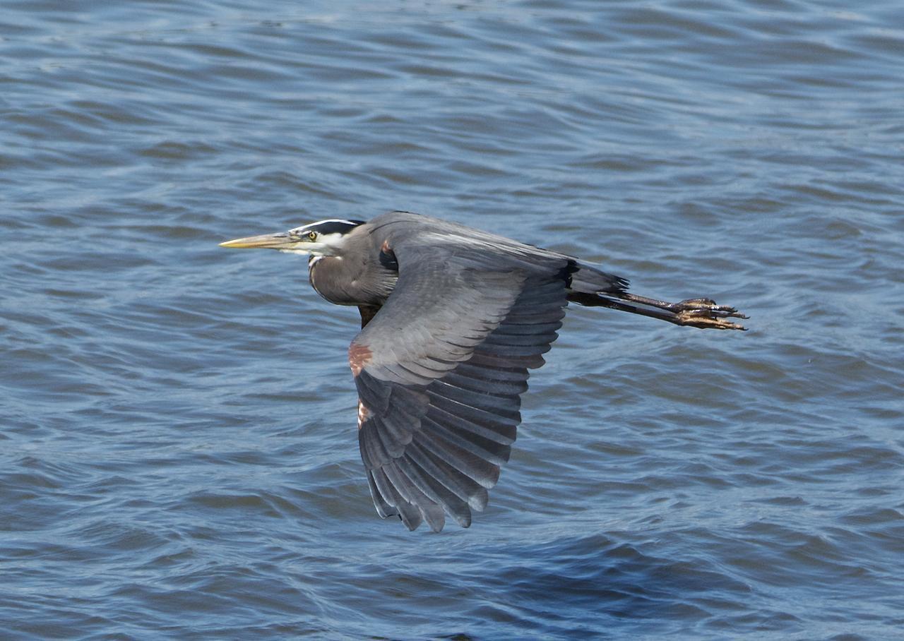 Great Blue Heron Photo by Brian Avent
