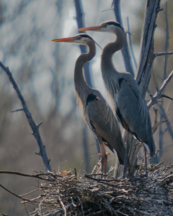 Great Blue Heron Photo by James Hawley