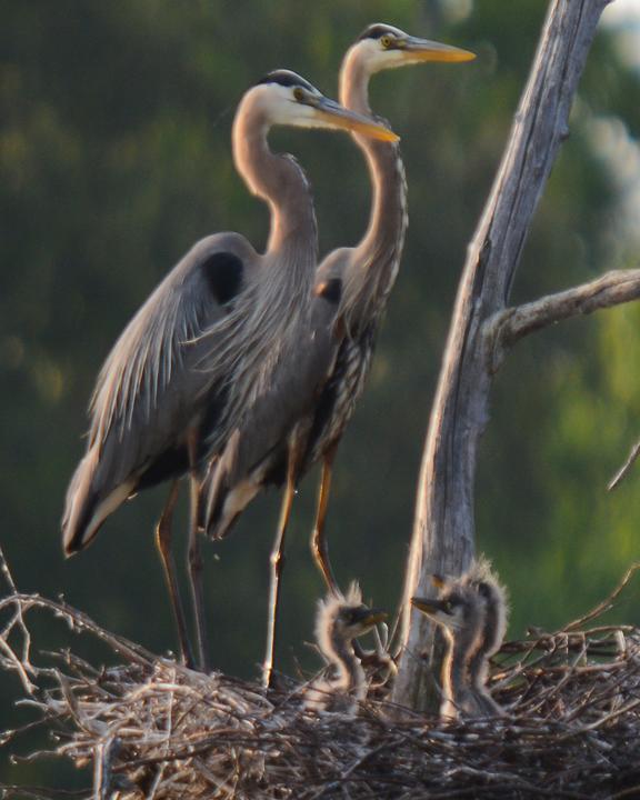 Great Blue Heron Photo by James Hawley