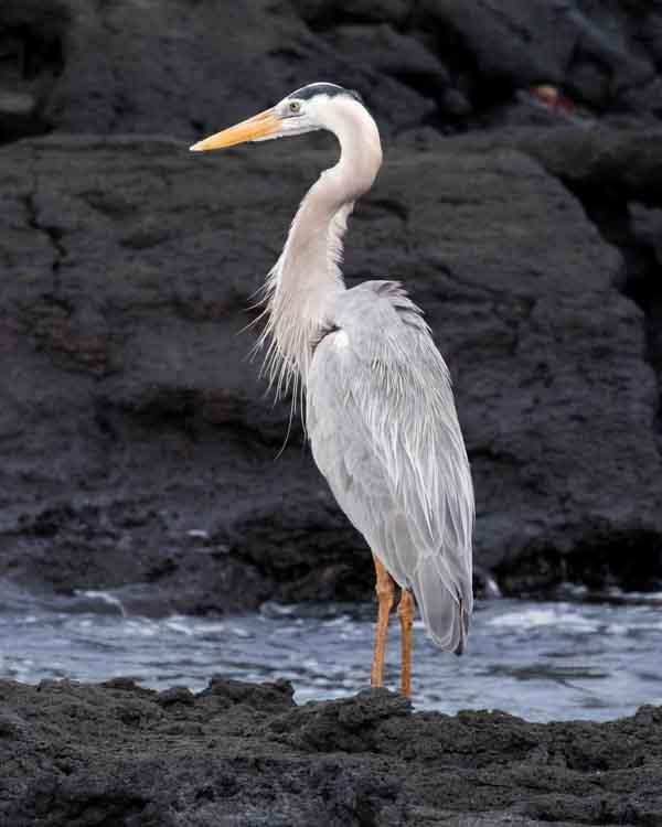 Great Blue Heron Photo by Bob Hasenick