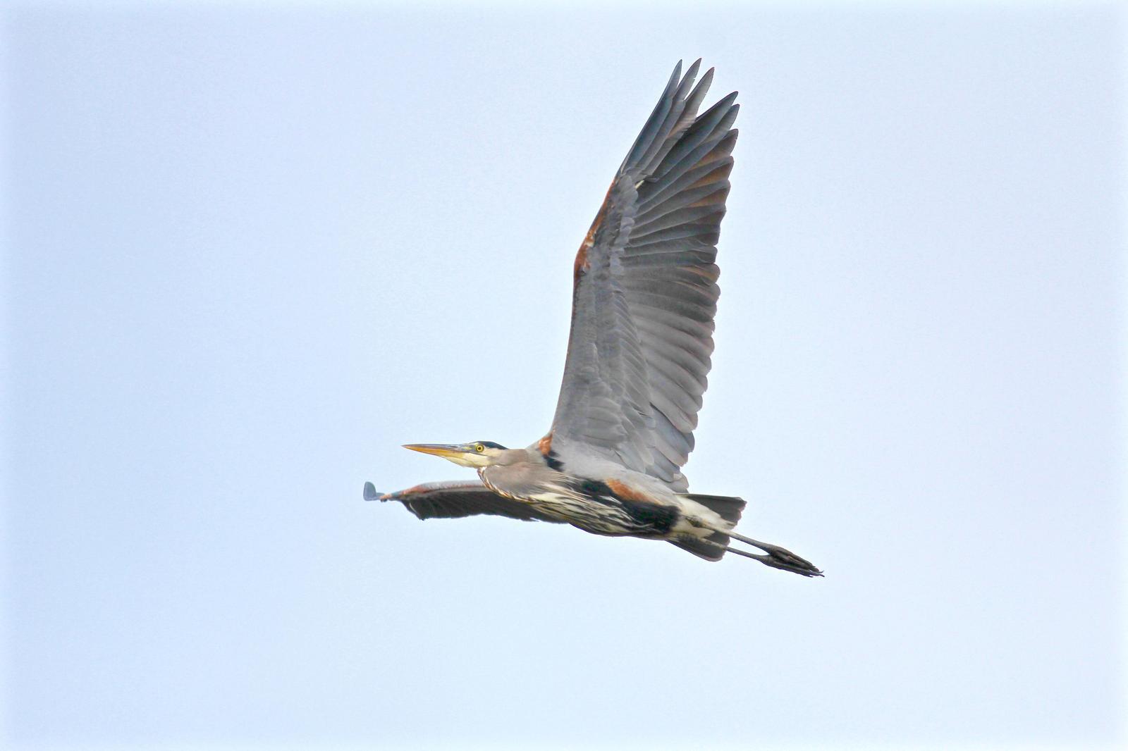 Great Blue Heron Photo by Kathryn Keith