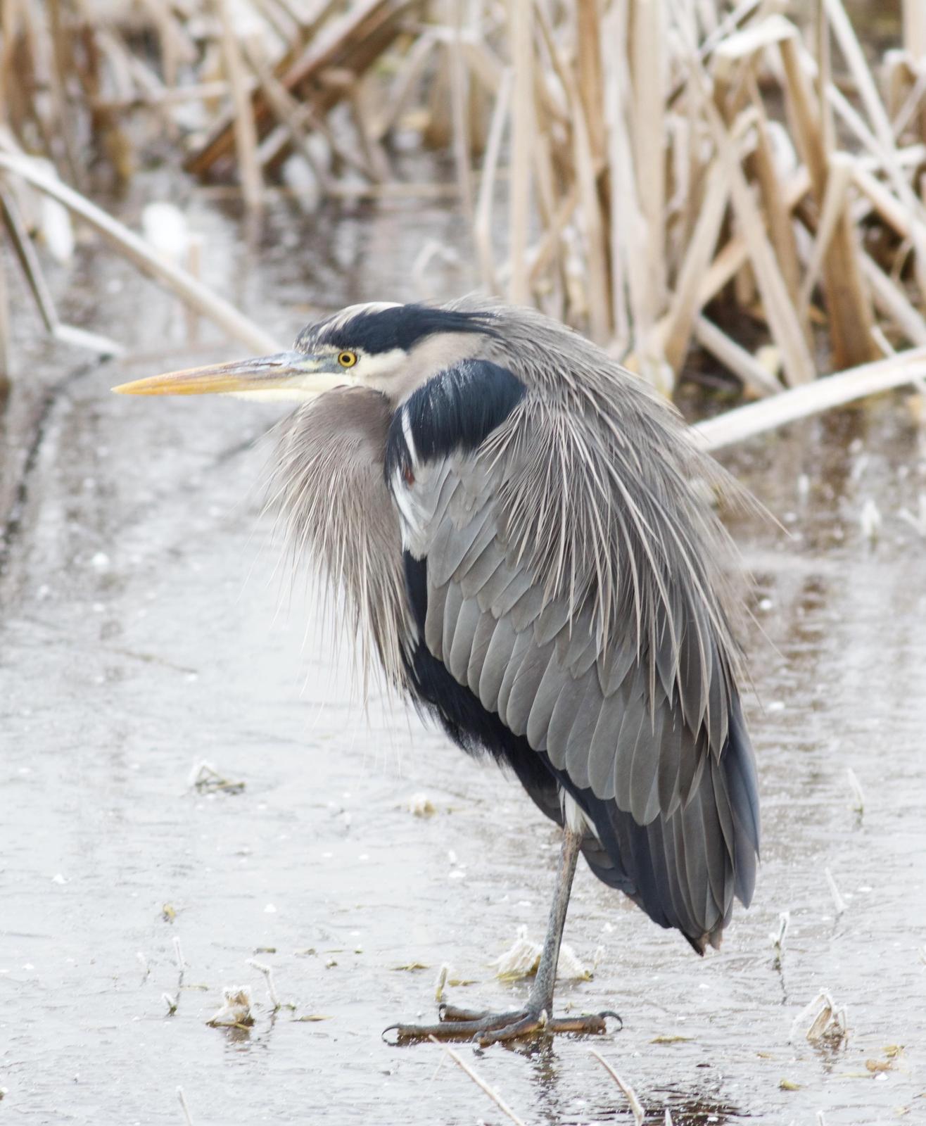 Great Blue Heron Photo by Kathryn Keith