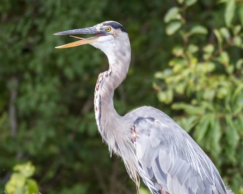 Great Blue Heron Photo by Phillip Wheat