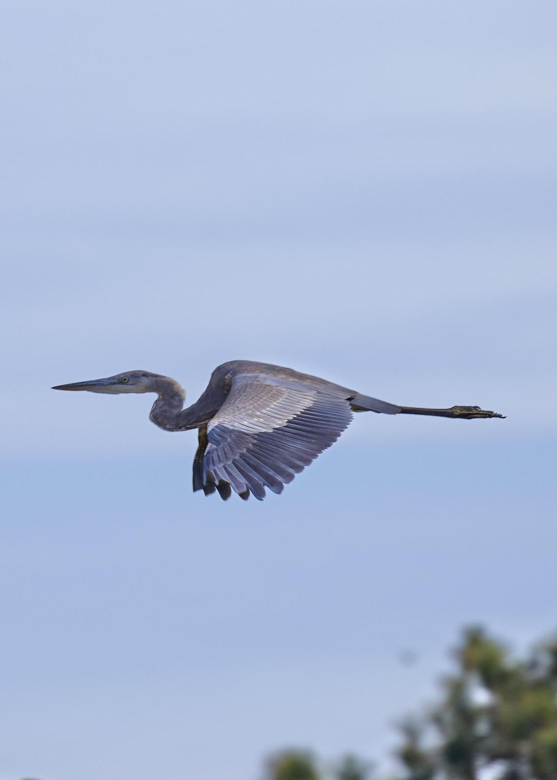 Great Blue Heron Photo by Eric Eisenstadt