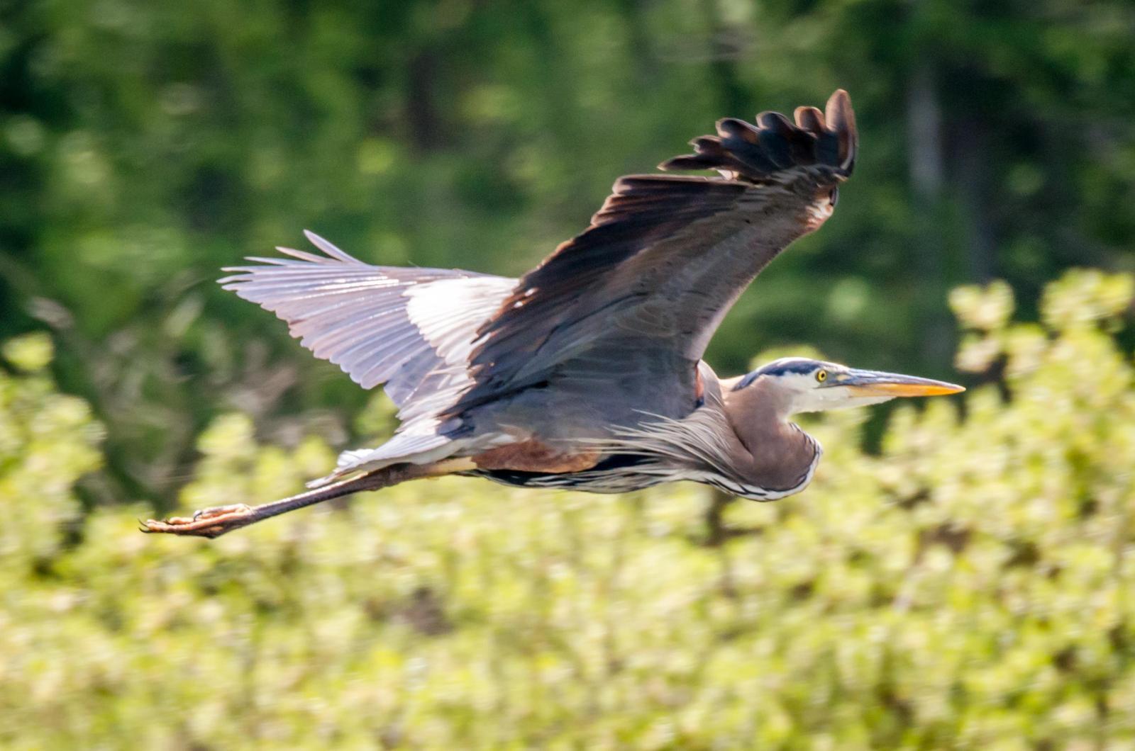 Great Blue Heron Photo by Scott Yerges