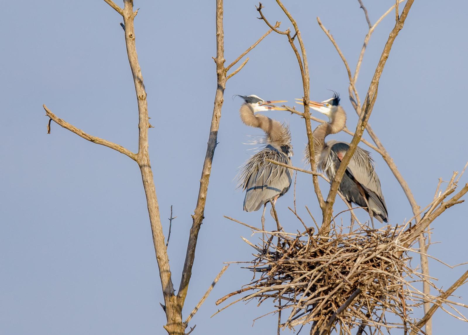 Great Blue Heron Photo by Keshava Mysore