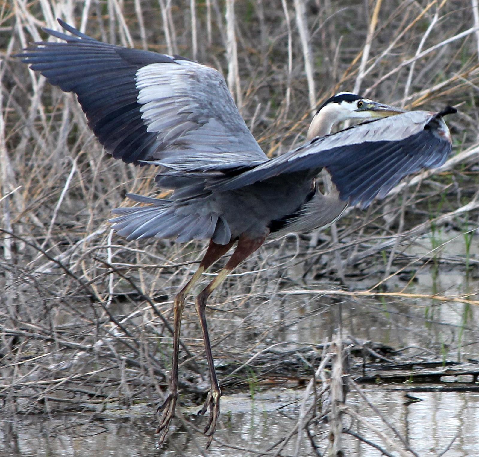 Great Blue Heron Photo by Tom Gannon