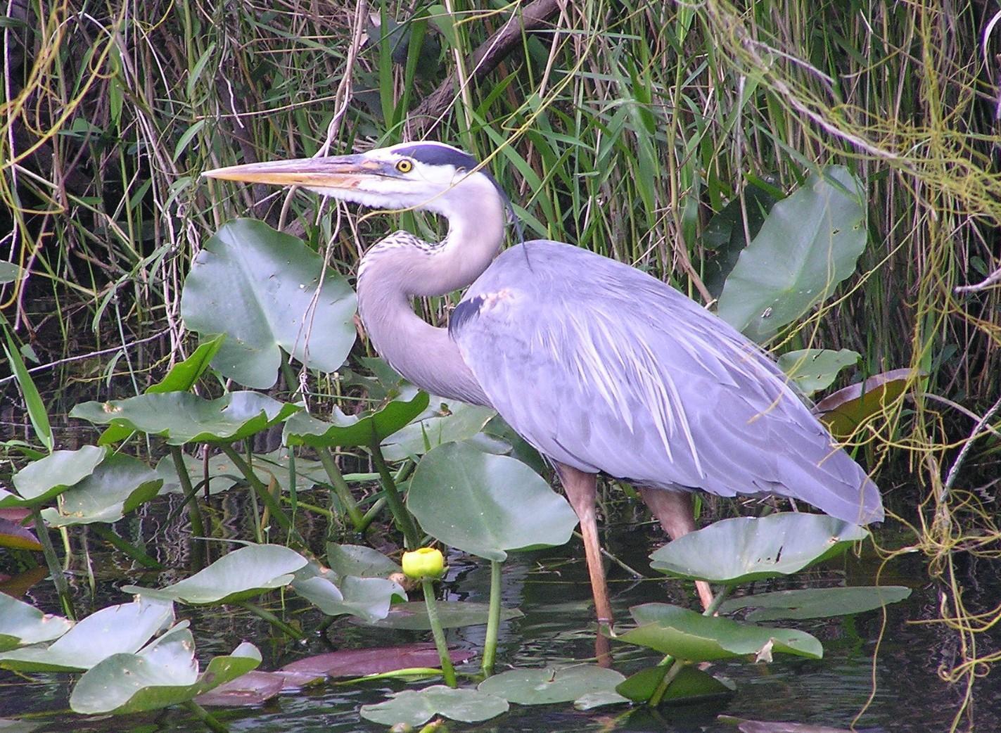 Great Blue Heron Photo by Marilyn O'Connell
