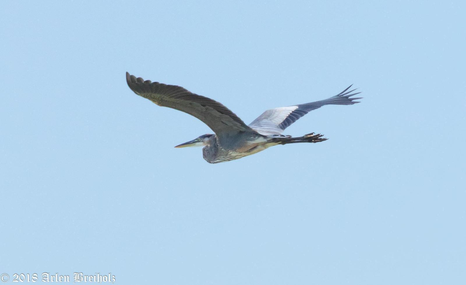 Great Blue Heron Photo by Arlen Breiholz