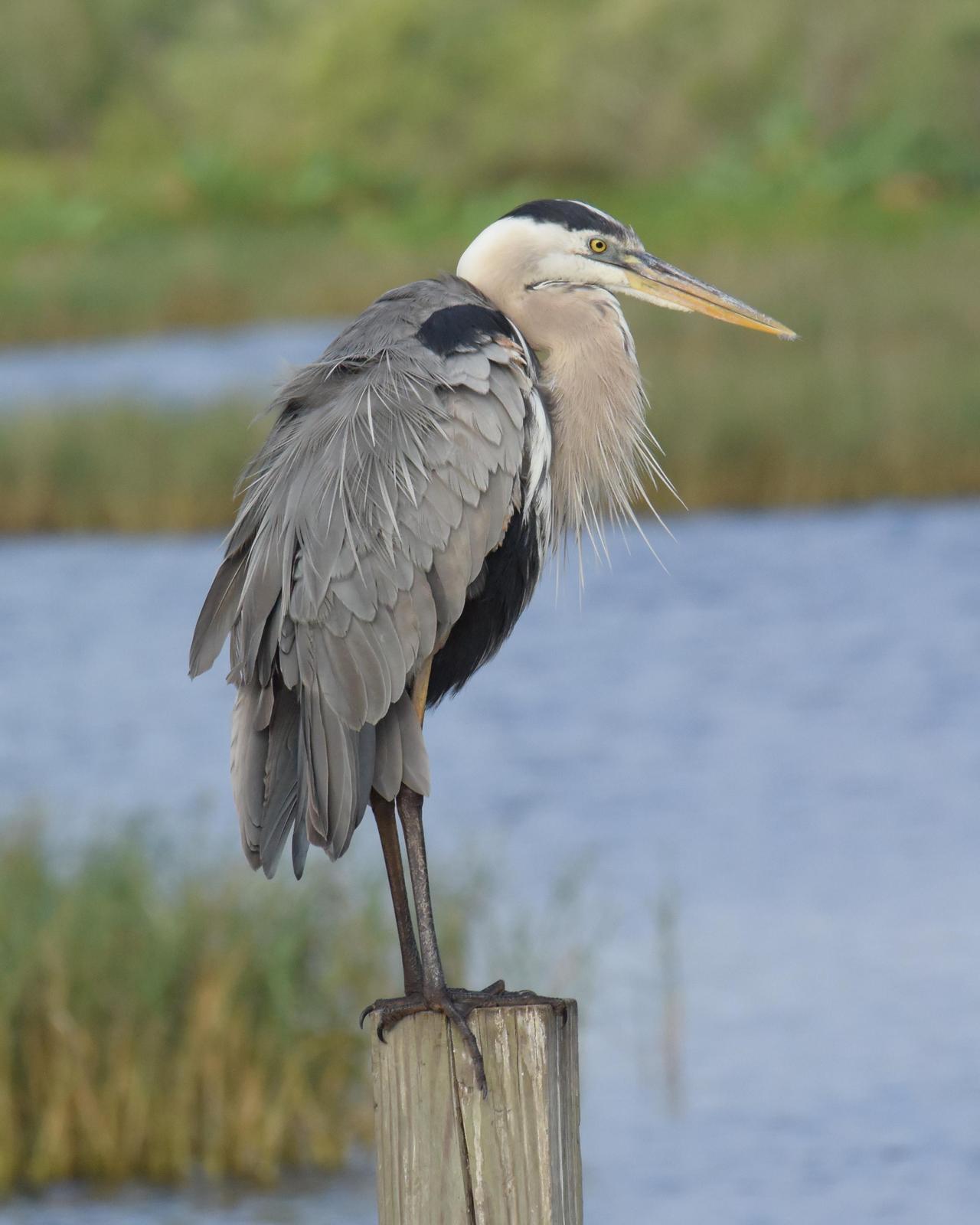 Great Blue Heron Photo by Emily Percival