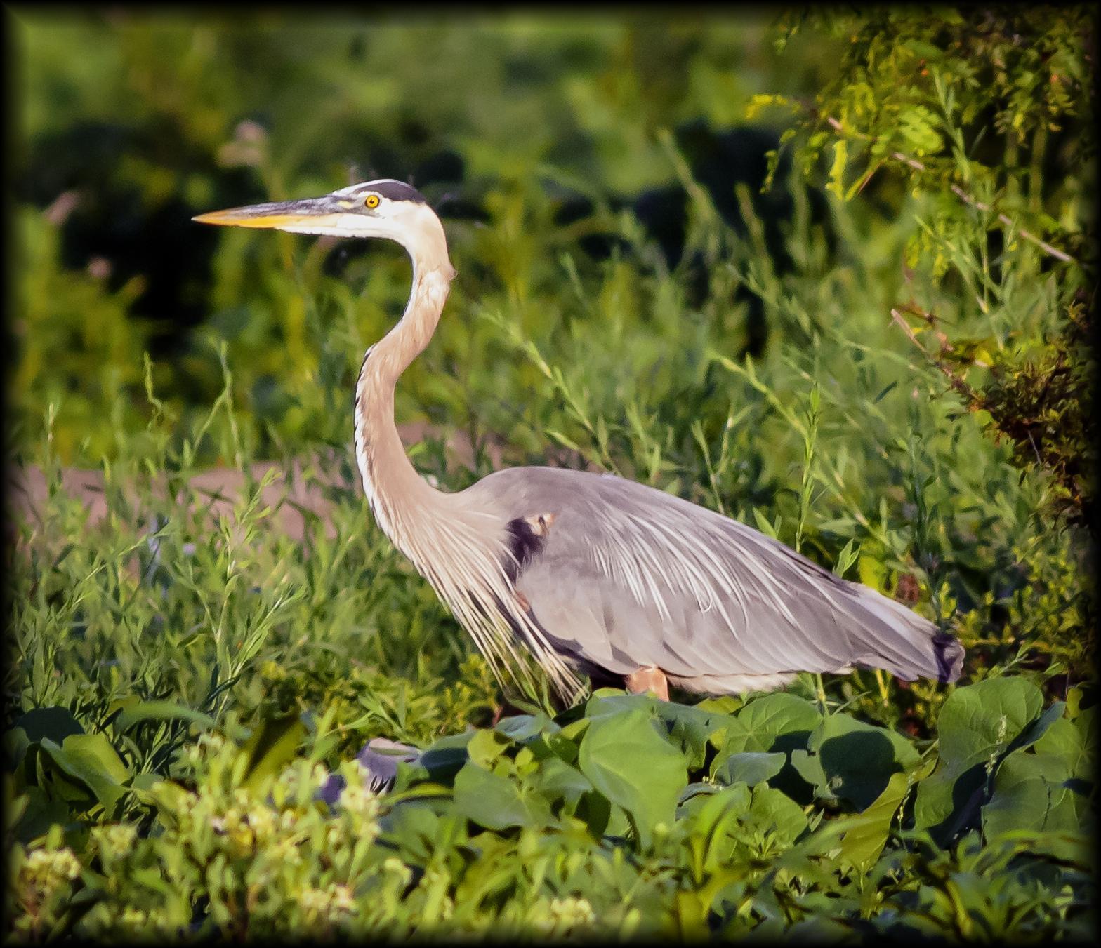 Great Blue Heron Photo by Tom Gannon