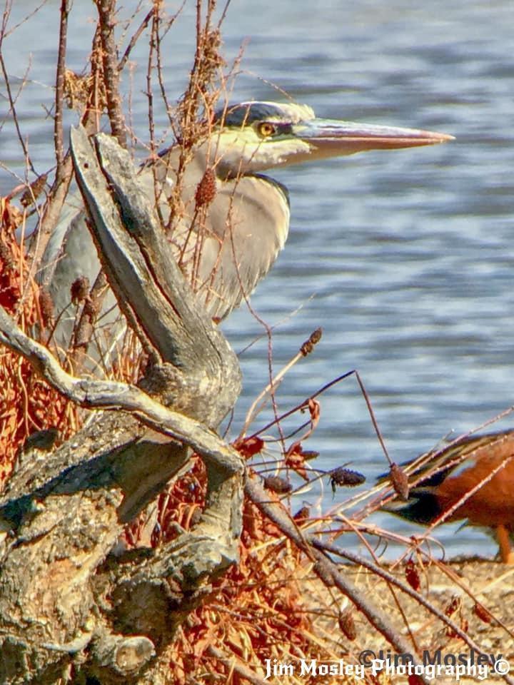 Great Blue Heron Photo by James Mosley