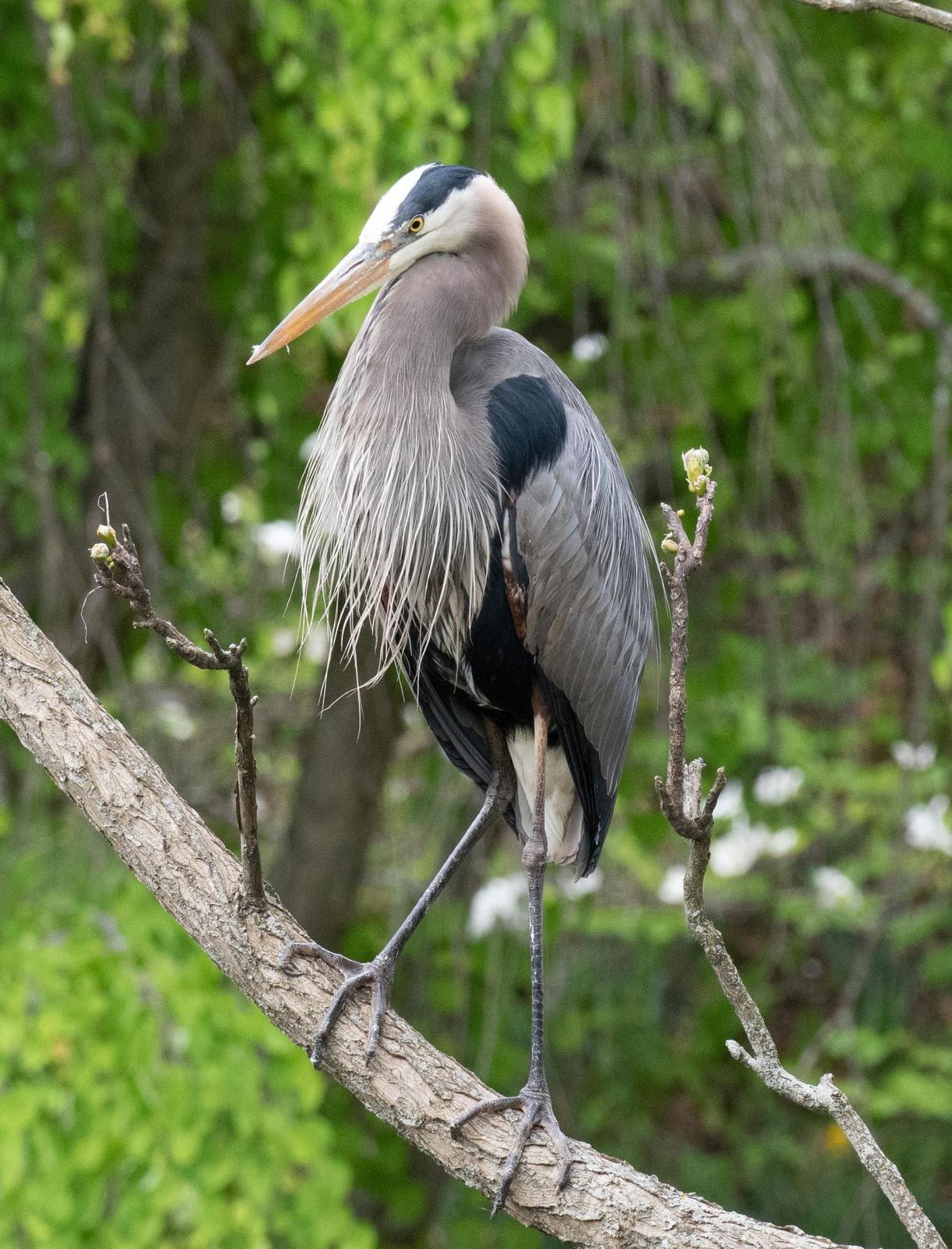 Great Blue Heron Photo by Hume Vance