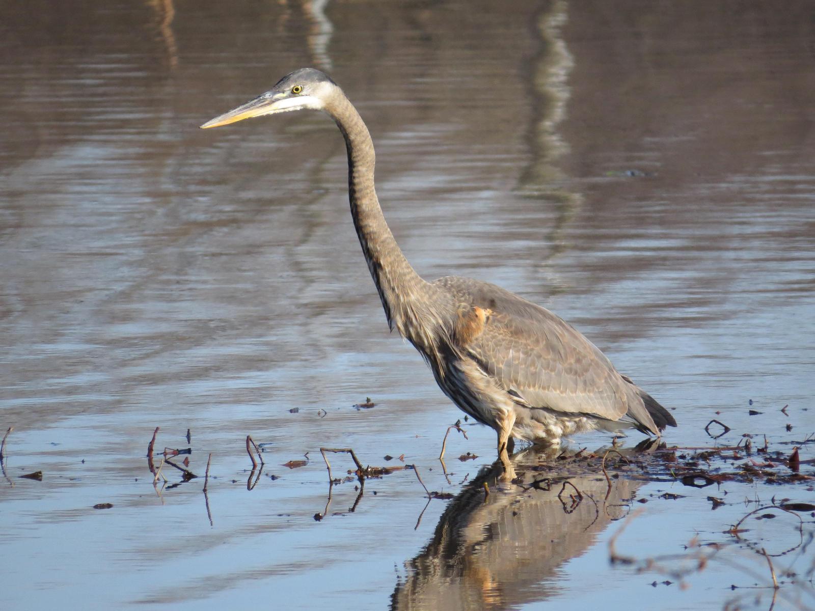 Great Blue Heron Photo by Kathy Wooding