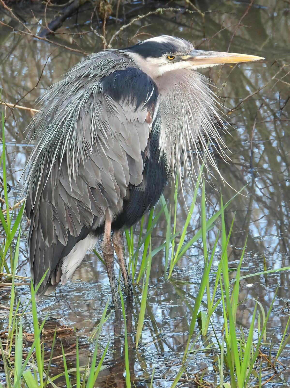 Great Blue Heron (Blue form) Photo by Dan Tallman