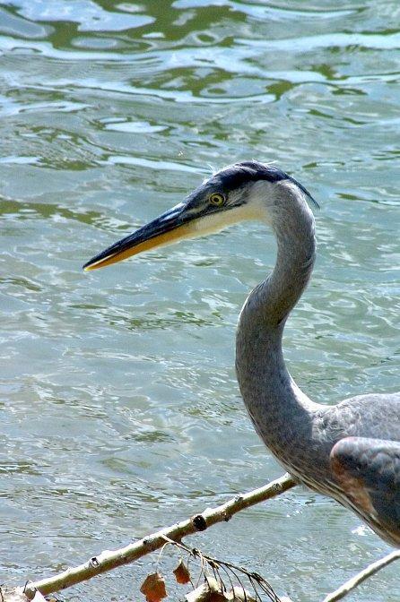 Great Blue Heron (Blue form) Photo by Dan Tallman