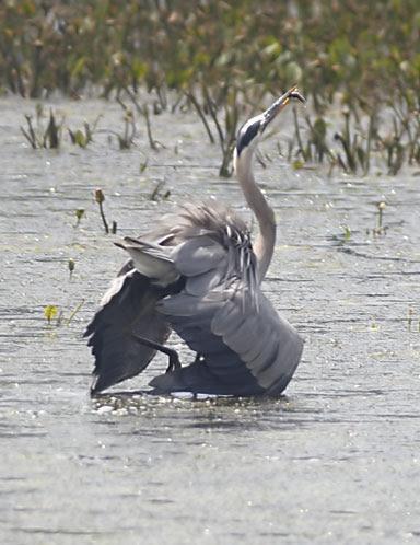 Great Blue Heron (Blue form) Photo by Dan Tallman