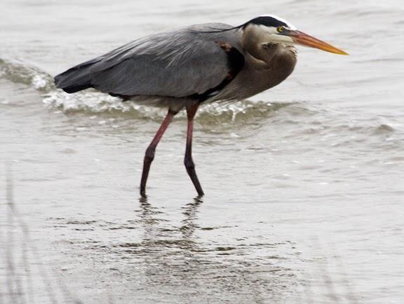 Great Blue Heron (Blue form) Photo by Dan Tallman