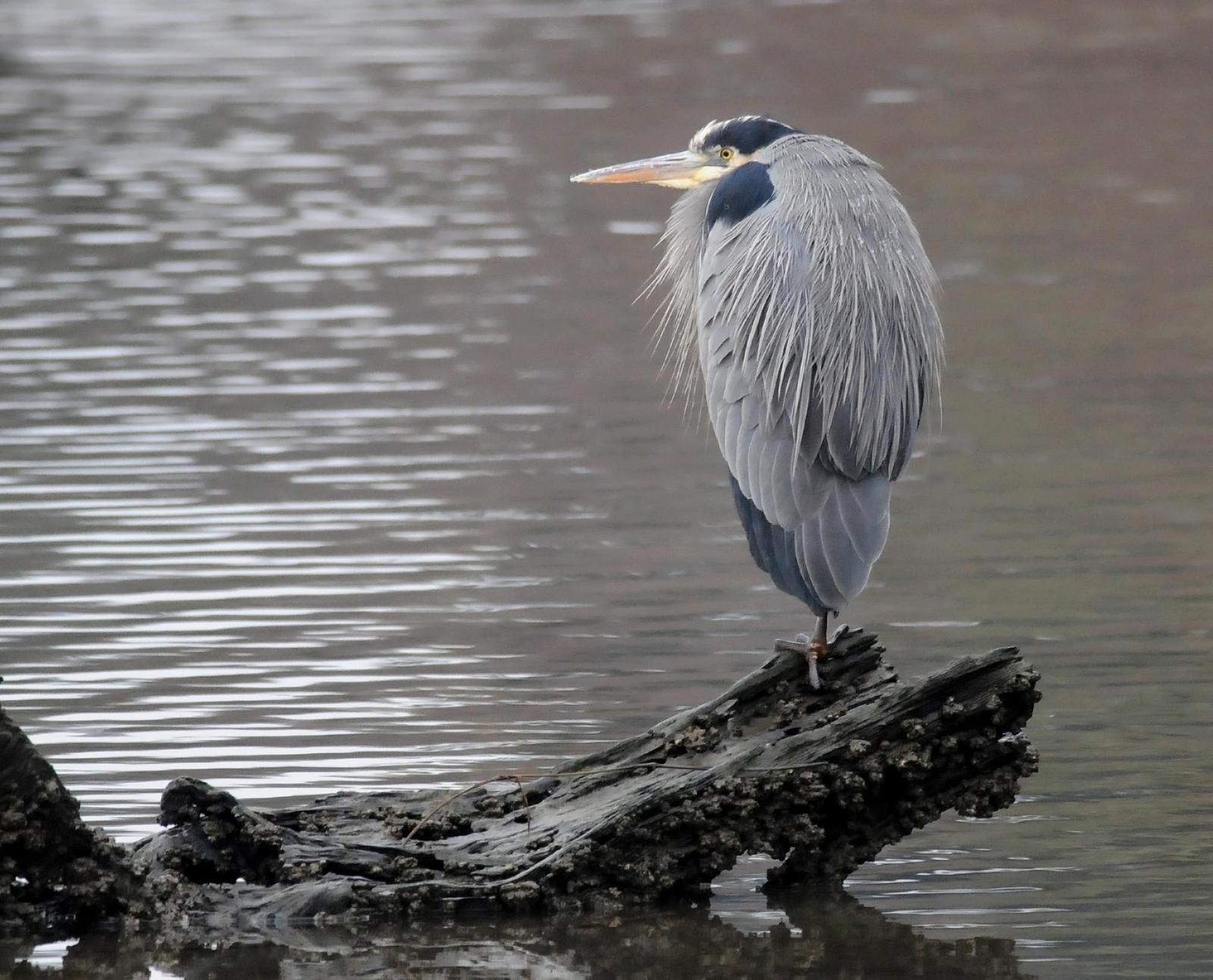 Great Blue Heron (Blue form) Photo by Steven Mlodinow