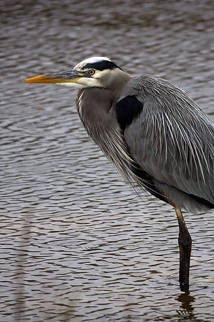 Great Blue Heron (Blue form) Photo by Dan Tallman