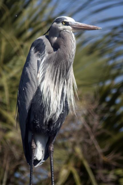 Great Blue Heron (Blue form) Photo by Dan Tallman