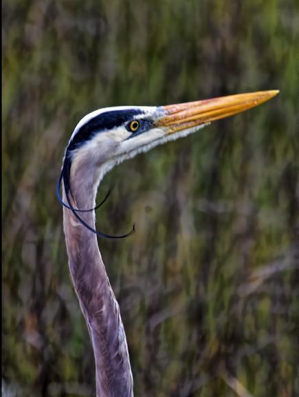 Great Blue Heron (Blue form) Photo by Dan Tallman