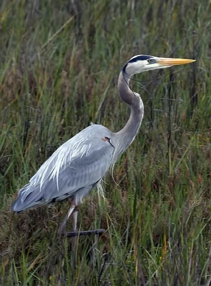 Great Blue Heron (Blue form) Photo by Dan Tallman