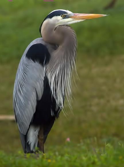 Great Blue Heron (Blue form) Photo by Dan Tallman