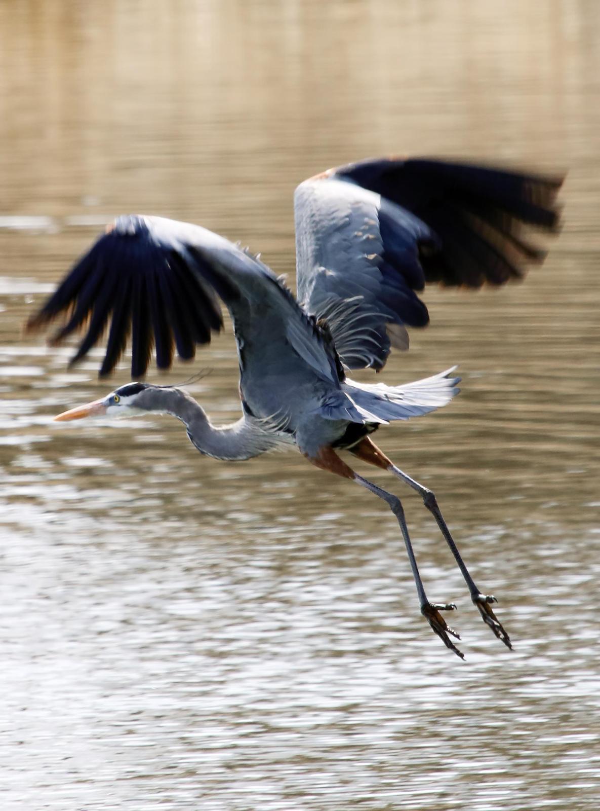 Great Blue Heron (Blue form) Photo by Dan Tallman