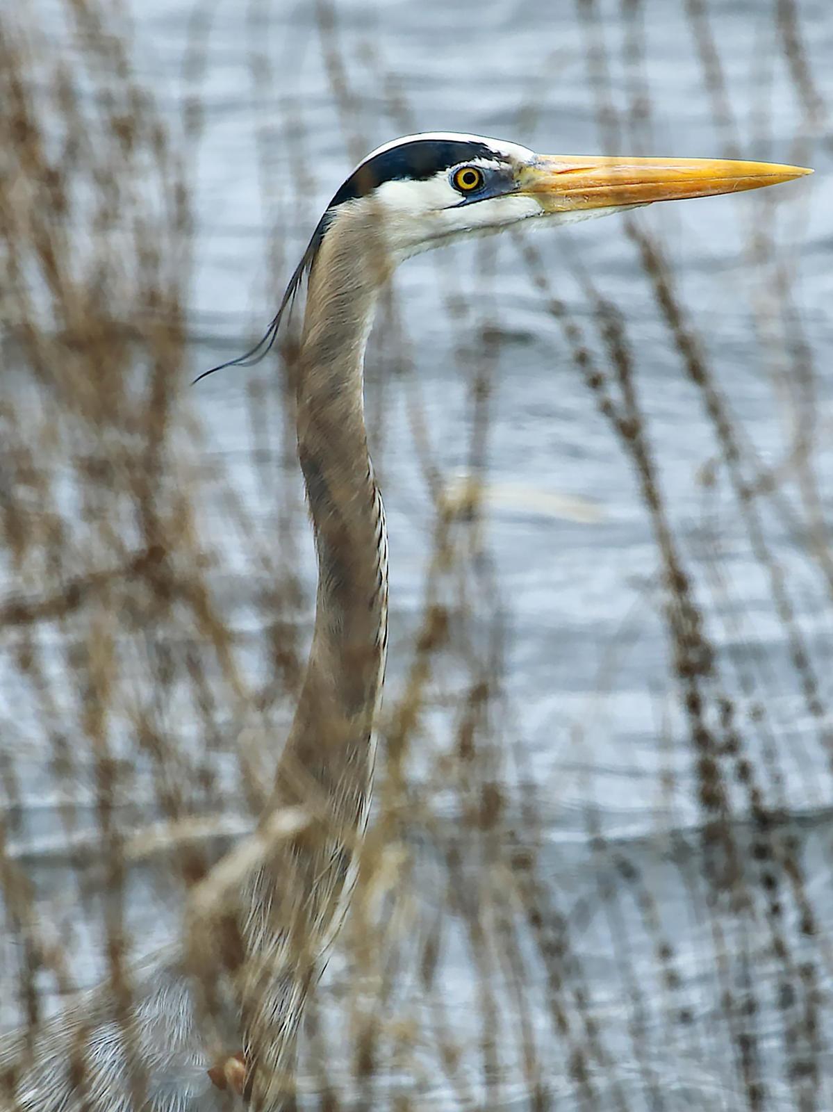 Great Blue Heron (Blue form) Photo by Dan Tallman