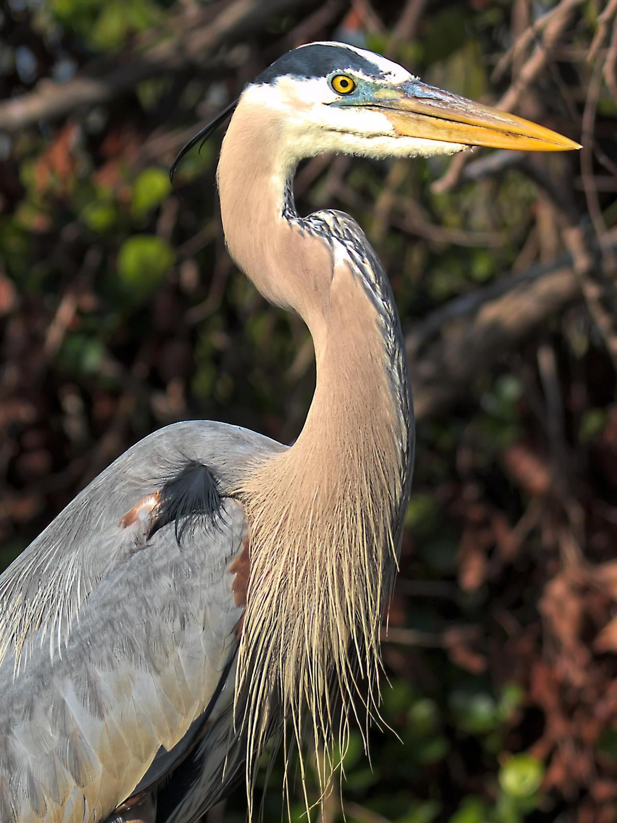 Great Blue Heron (Blue form) Photo by Dan Tallman