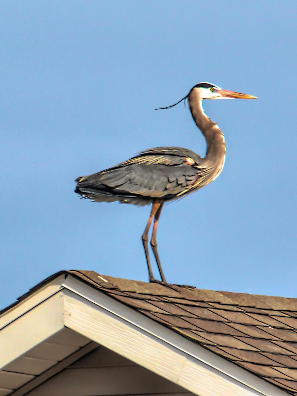 Great Blue Heron (Blue form) Photo by Dan Tallman