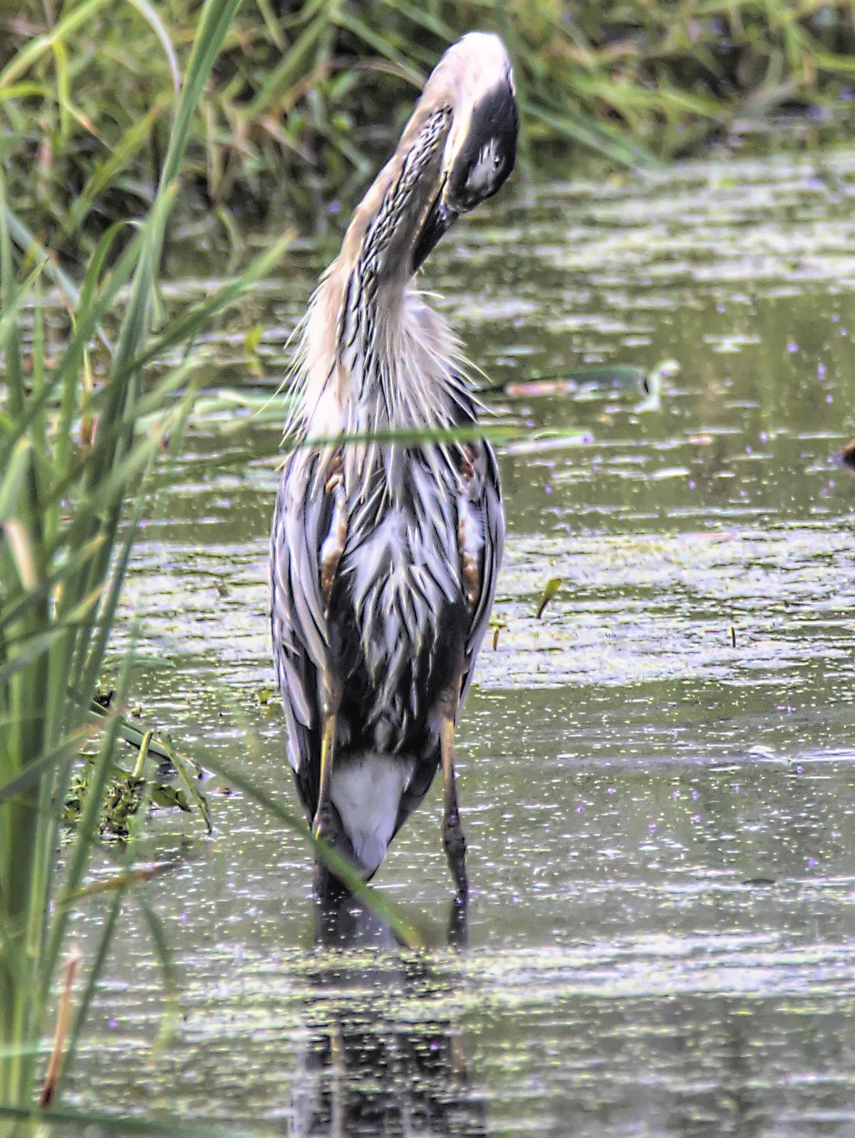 Great Blue Heron (Blue form) Photo by Dan Tallman