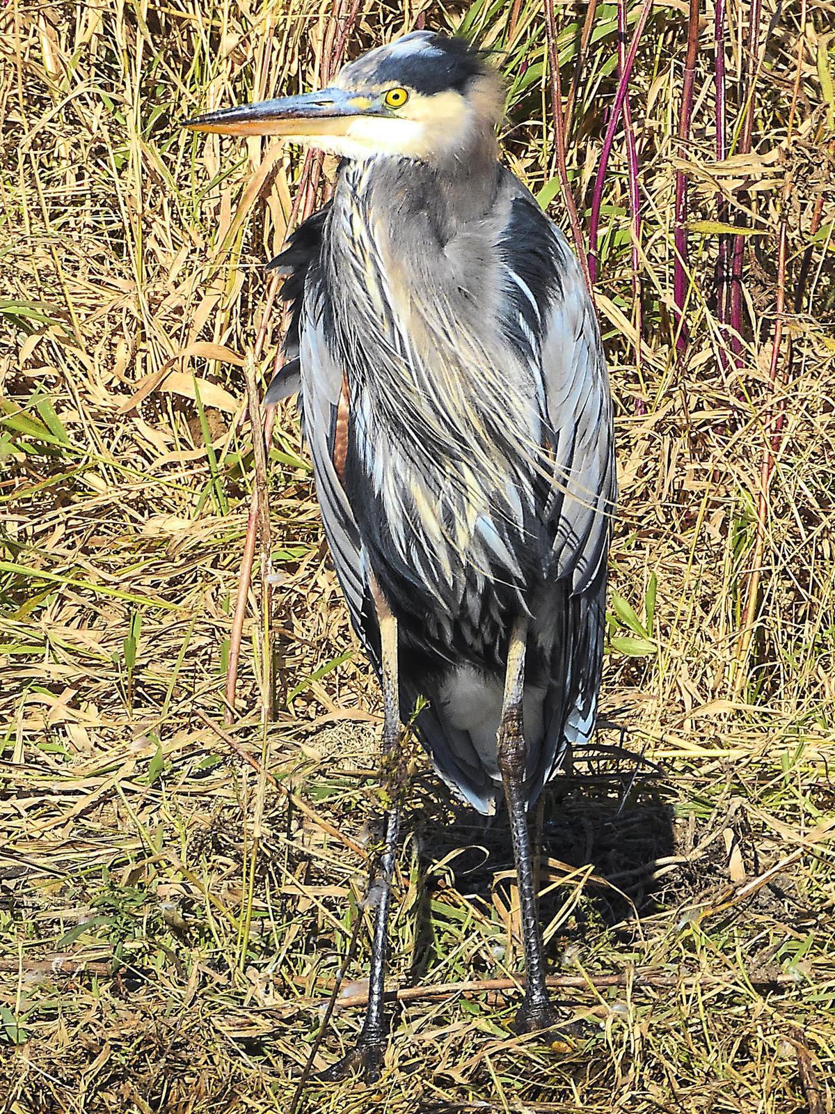 Great Blue Heron (Blue form) Photo by Dan Tallman