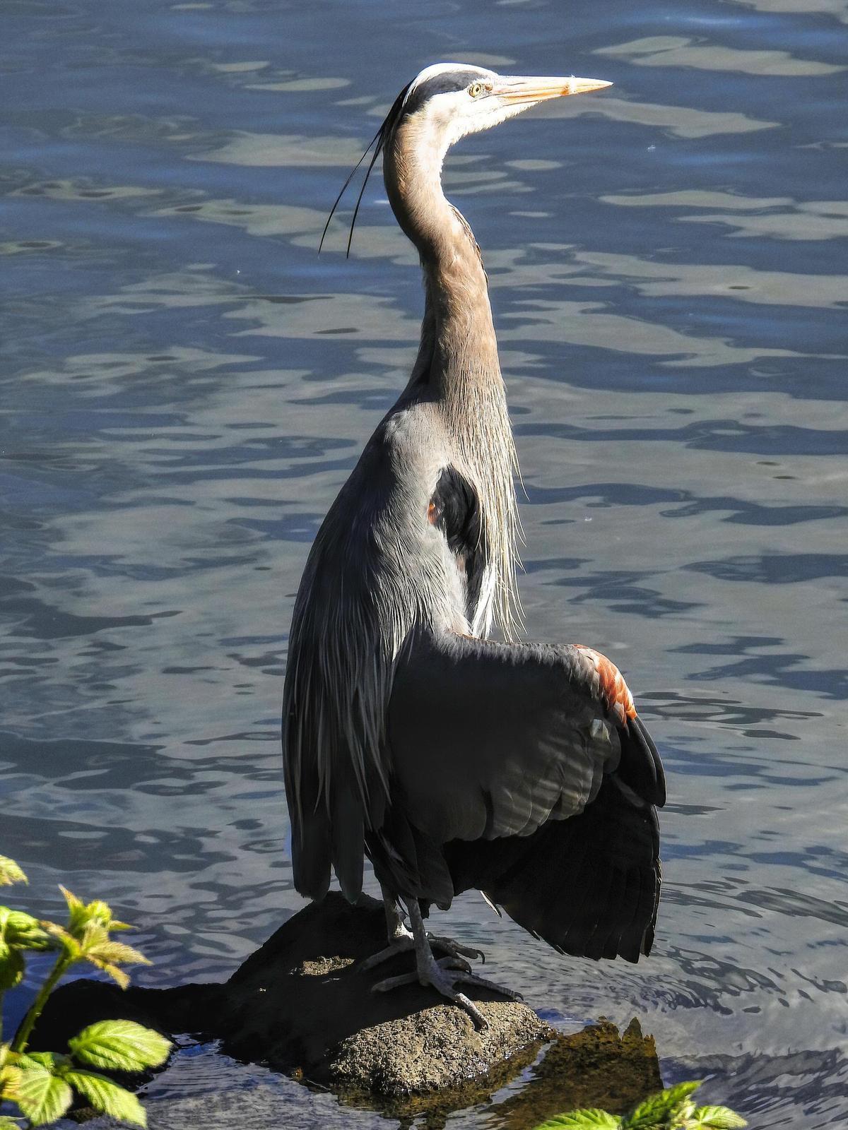 Great Blue Heron (Blue form) Photo by Dan Tallman