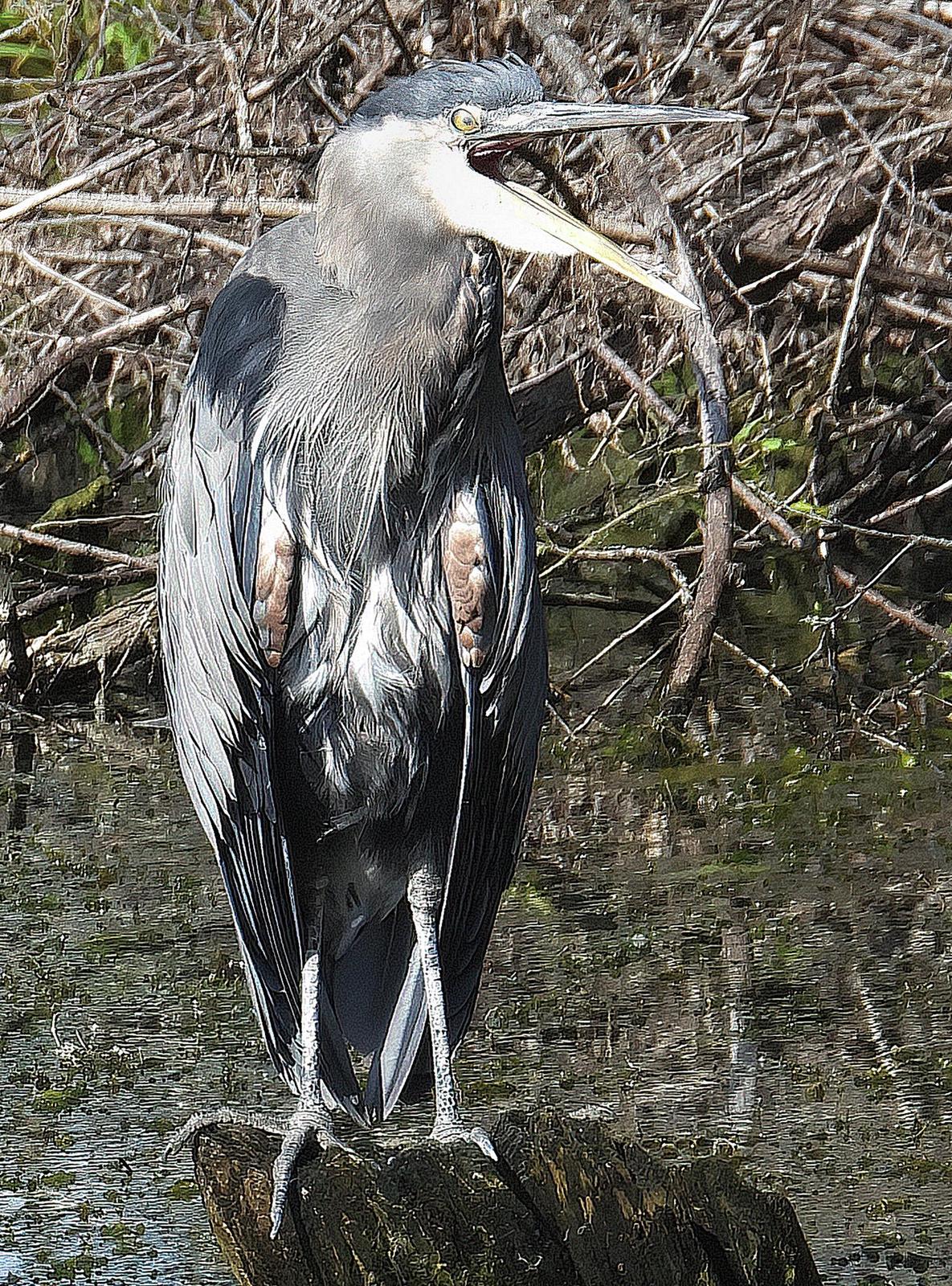 Great Blue Heron (Blue form) Photo by Dan Tallman