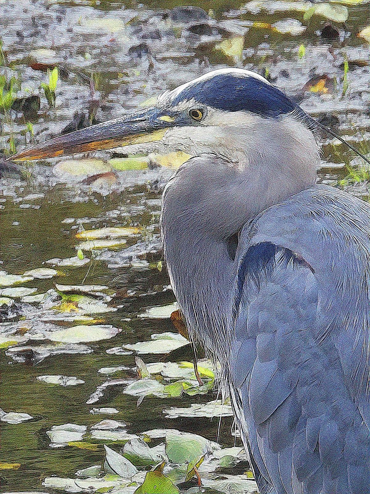 Great Blue Heron (Blue form) Photo by Dan Tallman