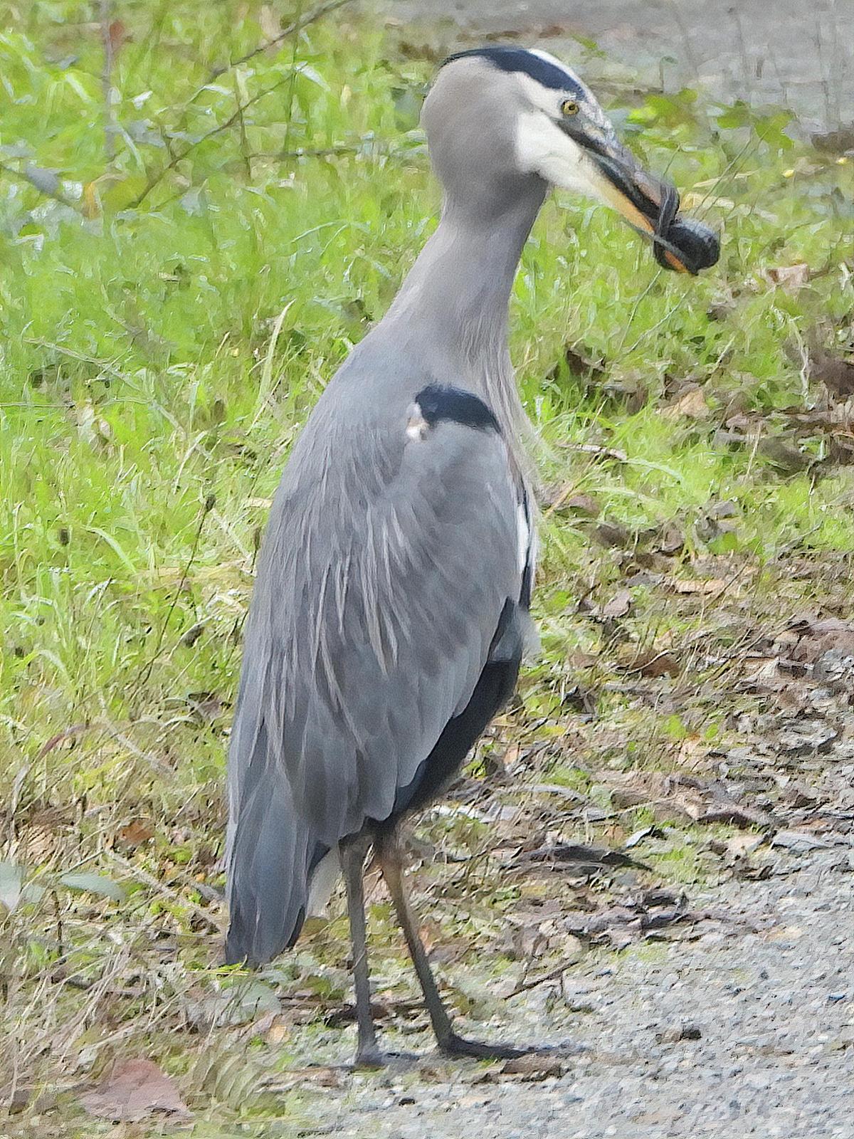 Great Blue Heron (Blue form) Photo by Dan Tallman