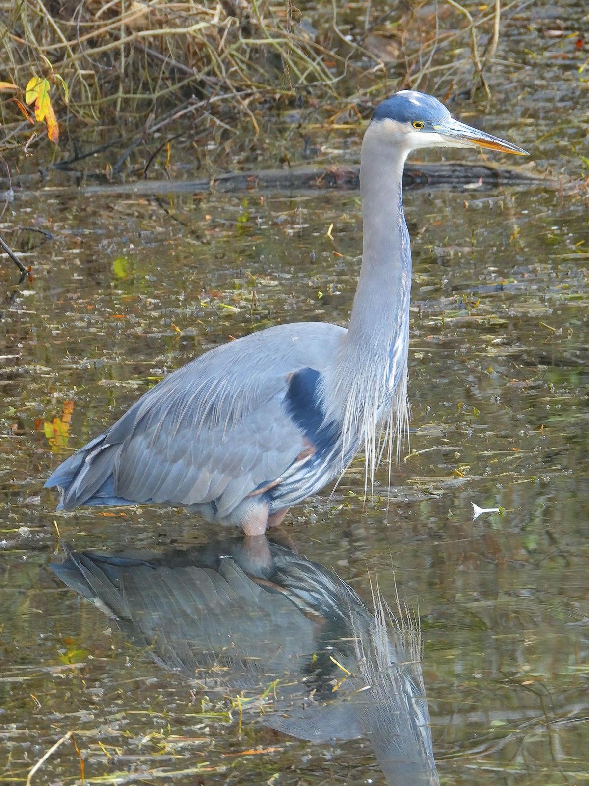 Great Blue Heron (Blue form) Photo by Dan Tallman