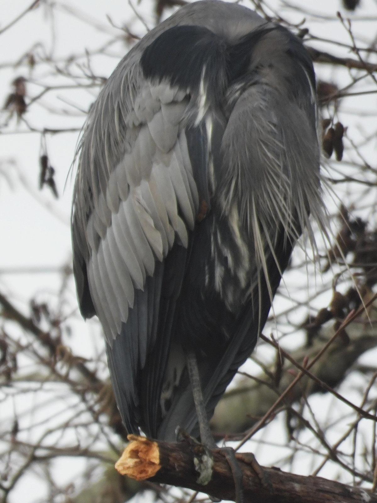 Great Blue Heron (Blue form) Photo by Dan Tallman